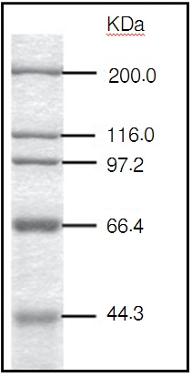 Takara                      3451           Protein Molecular Weight Marker (High)            200 lanes