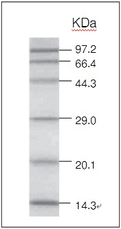Takara 3450Q Protein Molecular Weight Marker (Low) 50 lanes