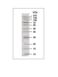 Takara                      3454A           CLEARLY Stained Protein Ladder            500 μl