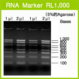 Takara                      3586A           RNA Marker RL1,000            20 μl