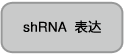 Takara                      3430           siRNA Ladder Marker            25 μg