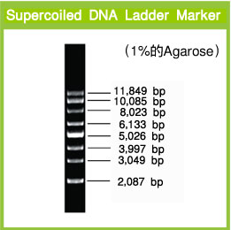 Takara                      3585A           Supercoiled DNA Ladder Marker            300 μl