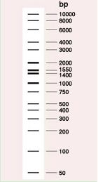 Takara                      3415A           Wide-Range DNA Ladder (50-10,000 bp)            1 ml