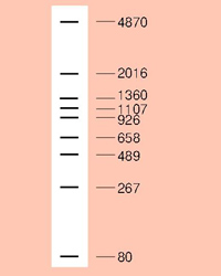 YAK                      3404A           pHY Marker            20 μg