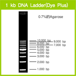 Takara                      3426A           1 kb DNA Ladder (Dye Plus)            500 μl            ￥180 买一送一                          Takara                      3426B (A × 2)           1 kb DNA Ladder (Dye Plus)            500 μl × 2