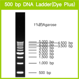 Takara                      3425A           500 bp DNA Ladder (Dye Plus)            500 μl            ￥320 买一送一                          Takara                      3425B (A × 2)           500 bp DNA Ladder (Dye Plus)            500 μl × 2
