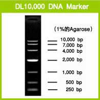 Takara                      3584Q           DL10,000 DNA Marker            200 μl