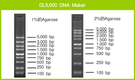 Takara                      3428Q           DL5,000 DNA Marker            200 μl