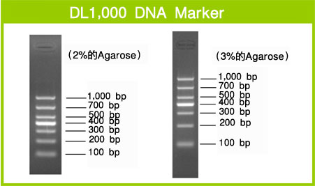 Takara                      3591Q           DL1,000 DNA Marker            200 μl