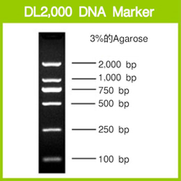 Takara                      3427Q           DL2,000 DNA Marker            200 μl