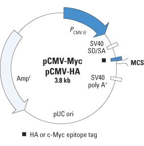 Clontech                      631206           c-Myc Monoclonal Antibody            200 μg