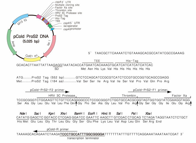 Takara                      3371           pCold&trade; ProS2 DNA            25 μg