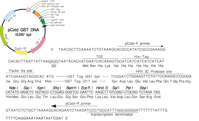 Takara                      3372           pCold&trade; GST DNA            25 μg