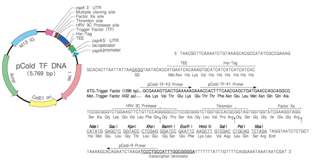 Takara                      3365           pCold&trade; TF DNA            25 μg
