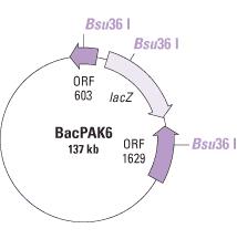 Clontech                      631401           BacPAK6  DNA (Bsu36 I digest)            5 Transfections