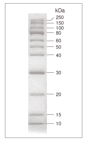 Takara                      3453A           CLEARLY Protein Ladder (Unstained)            500 μl