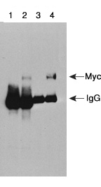 Clontech                      631206           c-Myc Monoclonal Antibody            200 μg