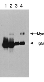 Clontech                      631208           c-Myc Monoclonal Antibody-Agarose Beads            1 ml