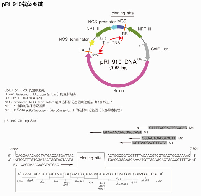 Takara                      3261           pRI 910 DNA            10 μg