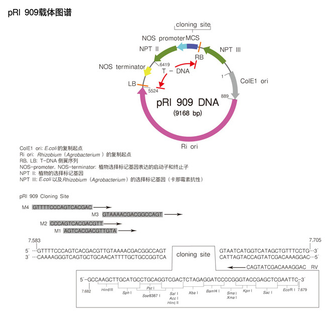 Takara                      3260           pRI 909 DNA            10 μg