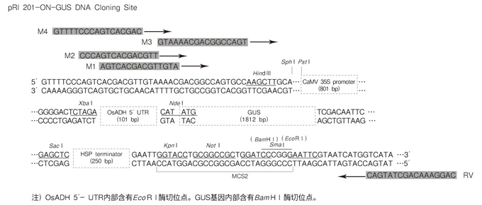 Takara                      3267           pRI 201-ON-GUS DNA            10 μg
