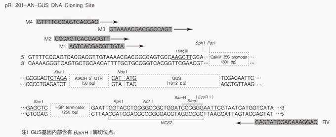 Takara                      3266           pRI 201-AN-GUS DNA            10 μg