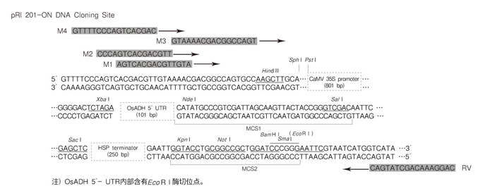 Takara                      3265           pRI 201-ON DNA            10 μg