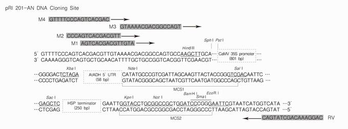 Takara                      3264           pRI 201-AN DNA            10 μg