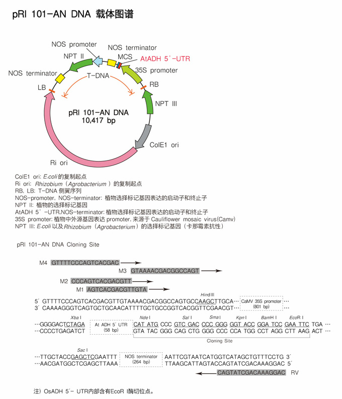 Takara                      3262           pRI 101-AN DNA            10 μg