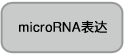 Takara                      3243           pBApo-EF1α Neo DNA            20 μg