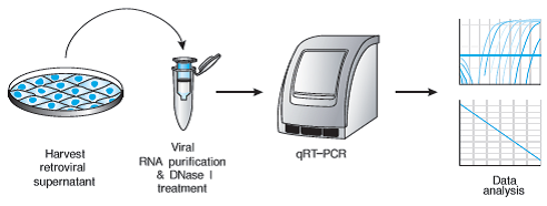 Clontech                      631235           Lenti-X qRT-PCR Titration Kit            200 Rxns