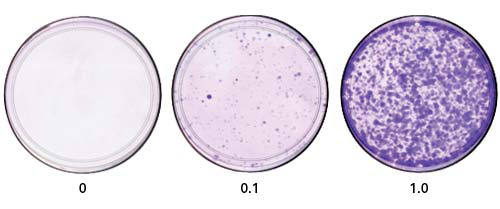Clontech 632180 Lenti-X 293T Cell Line 1 ml