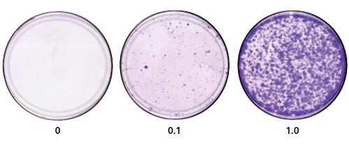 Clontech                      632180           Lenti-X 293T Cell Line            1 ml