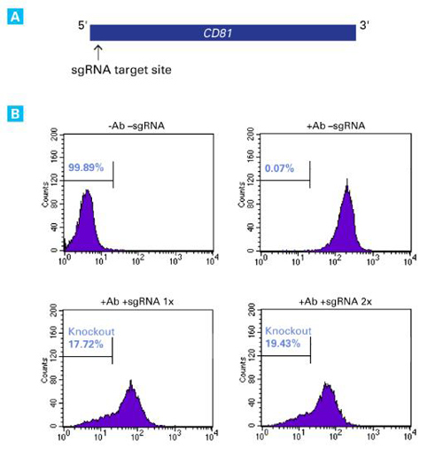 Clontech                      631450           Xfect RNA Transfection Reagent            1.2 ml