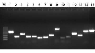 Clontech                      631965           Pluripotency Check PCR Kit            Each