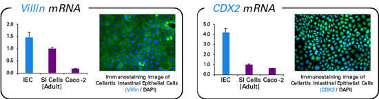 Cellartis                      Y50035           Cellartis&reg; Intestinal Epithelial Cells (from ChiPSC18) Kit            1 Kit