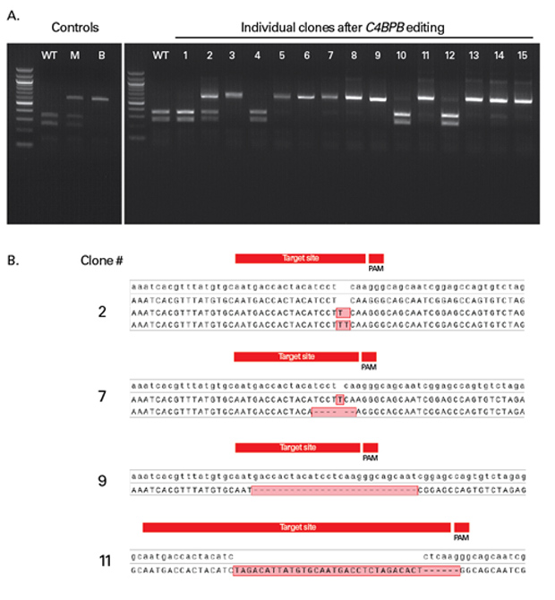 Clontech                      632611           Guide-it Genotype Confirmation Kit            100 Rxns