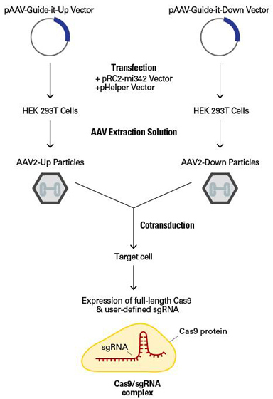 Clontech                      632608           AAVpro CRISPR/Cas9 Helper Free System (AAV2)            1 System