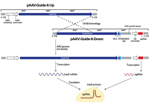 Clontech                      632608           AAVpro CRISPR/Cas9 Helper Free System (AAV2)            1 System