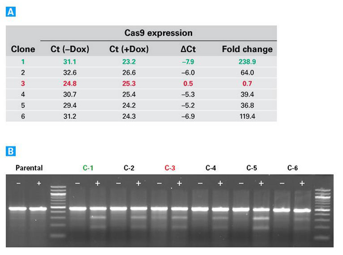 Clontech                      632629           Lenti-X CRISPR/ Cas9 System            1 System