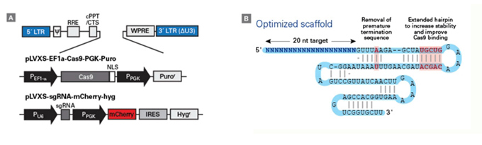 Clontech                      632646           Guide-it CRISPR Genome-Wide sgRNA Library System            5 Screens
