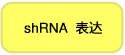 Takara                      3660           pSINsi-hH1 DNA            20 μg