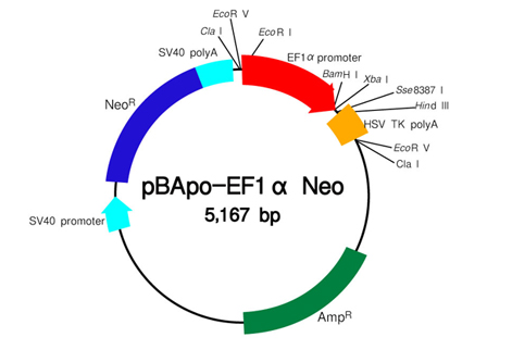 Takara                      3243           pBApo-EF1α Neo DNA            20 μg