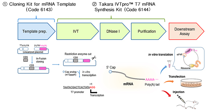 Takara                      6141           Takara IVTpro&trade; mRNA Synthesis System            1 Kit