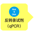 Takara                      RR092S           PrimeScript&trade; FAST RT reagent Kit  with gDNA Eraser            20 μl反应×40次