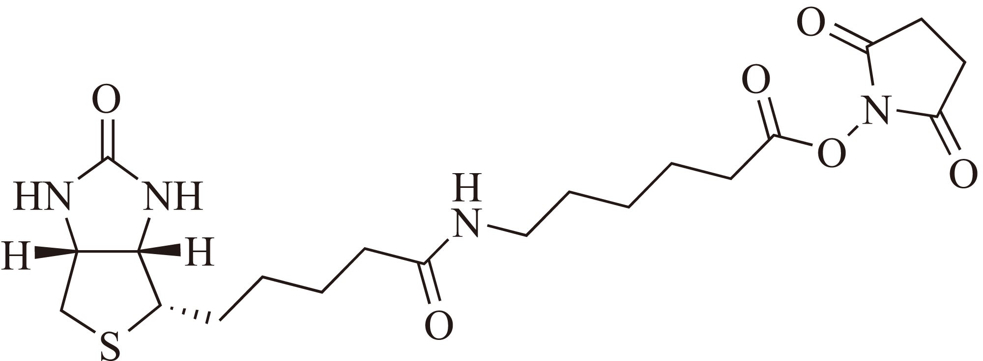 Biotin-X SE（生物素-X 琥珀酰亚胺酯） 货号:               B5064  规格:               10 mg