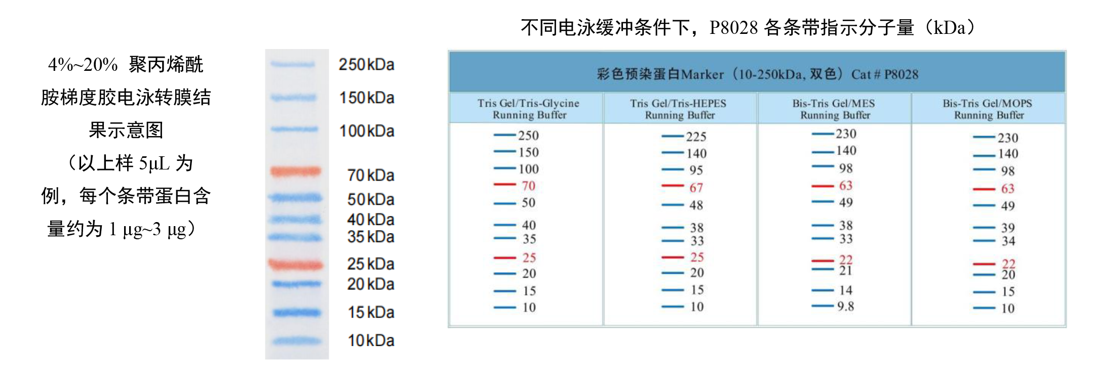 彩色预染蛋白Marker（10-250kDa, 双色） 货号:               P8028S/P8028M/P8028L  规格:               25 µL/2 × 250 µL/10 × 250 µL