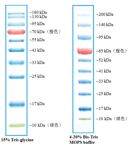 彩色预染蛋白Marker（10-180 kDa，三色） 货号:               P6110S/P6110M/P6110L  规格:               25 µL/2 × 250 µL/10 × 250 µL