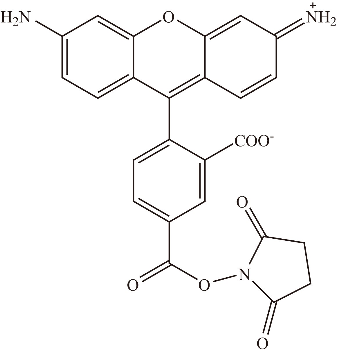 5-CR110 SE（5-羧基罗丹明110琥珀酰亚胺酯） 货号:               C5057  规格:               5 mg