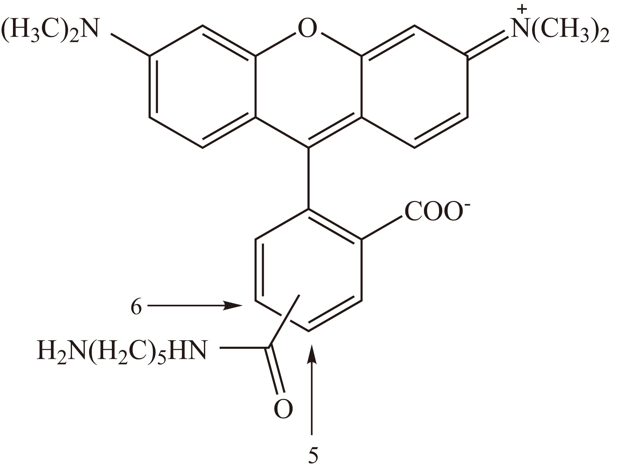 5(6)-TAMRA, cadaverine（5(6)-TAMRA 尸胺） 货号:               T5048  规格:               10 mg